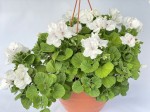 Pelargonia angielska GRANDIFLORUM Aristo White duża wisząca donica P25