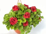 Pelargonia angielska GRANDIFLORUM Elegance Franny  duża wisząca donica P25 