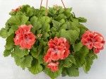 Pelargonia angielska GRANDIFLORUM Aristo Orange  duża wisząca donica P25 