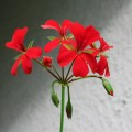 Pelargonium_peltatum_Villetta-serien_'Bright_Red'.jpg