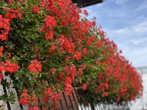 5 szt. Pelargonia bluszczolistna zwisająca czerwona (Pelargonium Peltatum Ville de Paris rot) 