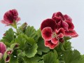 IMG_4187.jpg