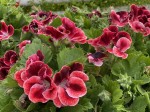 Pelargonia angielska GRANDIFLORUM Aristo Red Beauty sadzonki