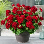 Pelargonia hybrydowa półzwisająca Calliope czerwona (Pelargonium Calliope Dark Red)