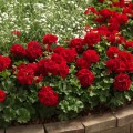 c02557-00-090p-1a.jpg