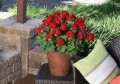 Calliope-Medium-Dark-Red-Habit.jpg