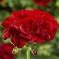 fr_70059883_0.jpg