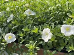 Million Bells White (Calibrachoa) kolor biały