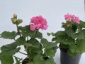 IMG_5784.jpg