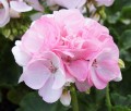 Pelargonium_SR_Holly_04576-scaled.jpg