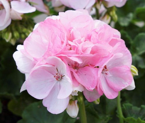 Pelargonium_SR_Holly_04576-scaled.jpg