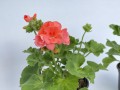 IMG_5780.jpg