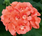 Pelargonia rabatowa kolor brzoskwiniowy (Pelargonium Zonale Sunrise  Mila)