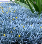 Gazania zwisająca, sadzonki