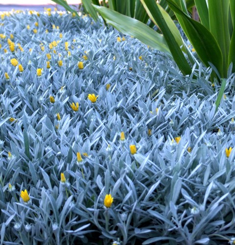 gazania-ringens.jpg