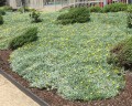 Gazania-Tomentosa-2.jpg