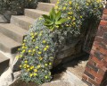 Gazania-Tomentosum-Wall-3.jpg