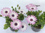 Stokrotka afrykańska Osteospermum biały róż sadzonki 