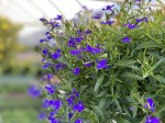 Lobelia zwisająca niebieska Dark Blue