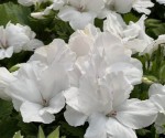 Pelargonia angielska GRANDIFLORUM Aristo White sadzonki
