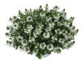 scaevola_white_toich.jpg