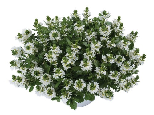 scaevola_white_toich.jpg