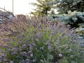 IMG_1540.JPG