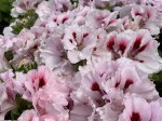 Pelargonia angielska GRANDIFLORUM Elegance Francis sadzonki