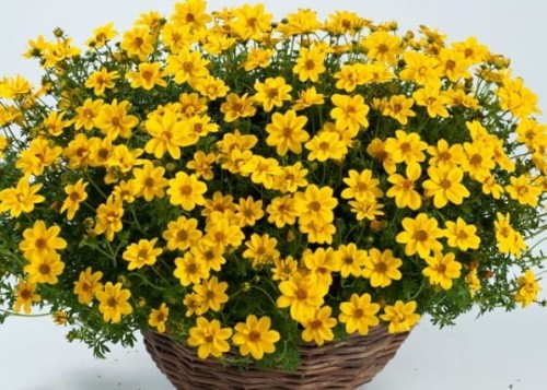 Uczep-Złocisty-Złoty-Deszcz-Bidens-Aurea-2.jpeg