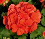 Pelargonia rabatowa kolor pomarańczowy (Pelargonium Zonale  Sunrise Mandarin)