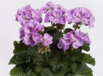 Pelargonia rabatowa kolor jasny fioletowy (Pelargonium Zonale Greta) 