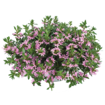 Scewola (Scaevola) różowa, sadzonka 