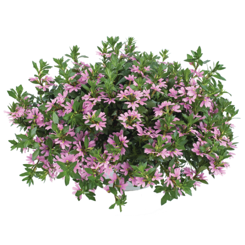 pink_blessing_.png