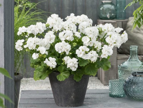 Calliope_Inspiration_Images7-688x520.jpg