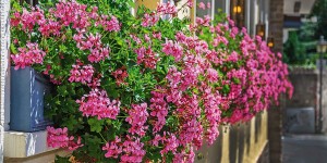 Pelargonia bluszczolistna zwisająca różowa (Pelargonium Peltatum Decora  Rose)