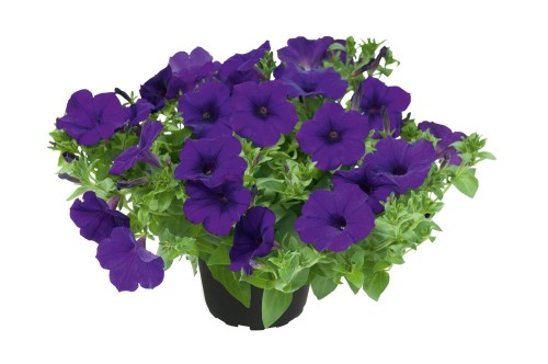 petunia_supertunia_kuyamba_lilac_blue.jpg