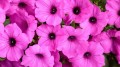 petunia_supertunia_vista_jazzberry_tag_kopia_2_-kopia 2.jpg