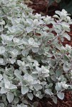 10x Kocanka włochata ogrodowa srebrna Helichrysum Silver sadzonka 