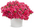 supertunia_vista_paradise_donica.jpg