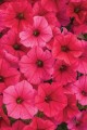 supertunia_vista_paradise_2.jpg
