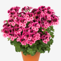 pac_Candy_Flowers_Pink_with_Eye_13704_Topf.png