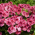 pac_Candy_Flowers_Pink_with_Eye_13704_Detail.png
