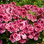 Pelargonia angielska Candy Flower Pink with Eye różowe sadzonki 