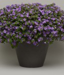 10 szt. Bakopa Bacopa (Sutera) niebieska, sadzonka 