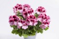 Aristo Romance P 17701.jpg