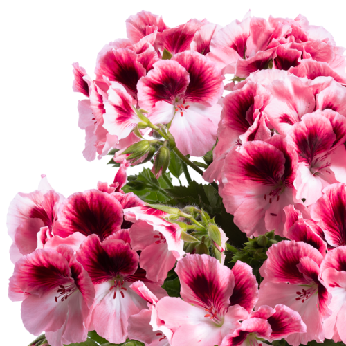 pelargonium_grandiflorum_aristo_romance.png