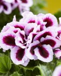 Pelargonia angielska GRANDIFLORUM Elegance Patricia sadzonki 