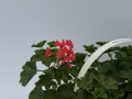 IMG_2105.JPG
