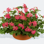 10 szt. Pelargonia bluszczolistna zwisająca malinowa (Pelargonium Peltatum Ville de Paris Dark Rose) sadzonki 