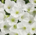 mini_white.jpg.webp